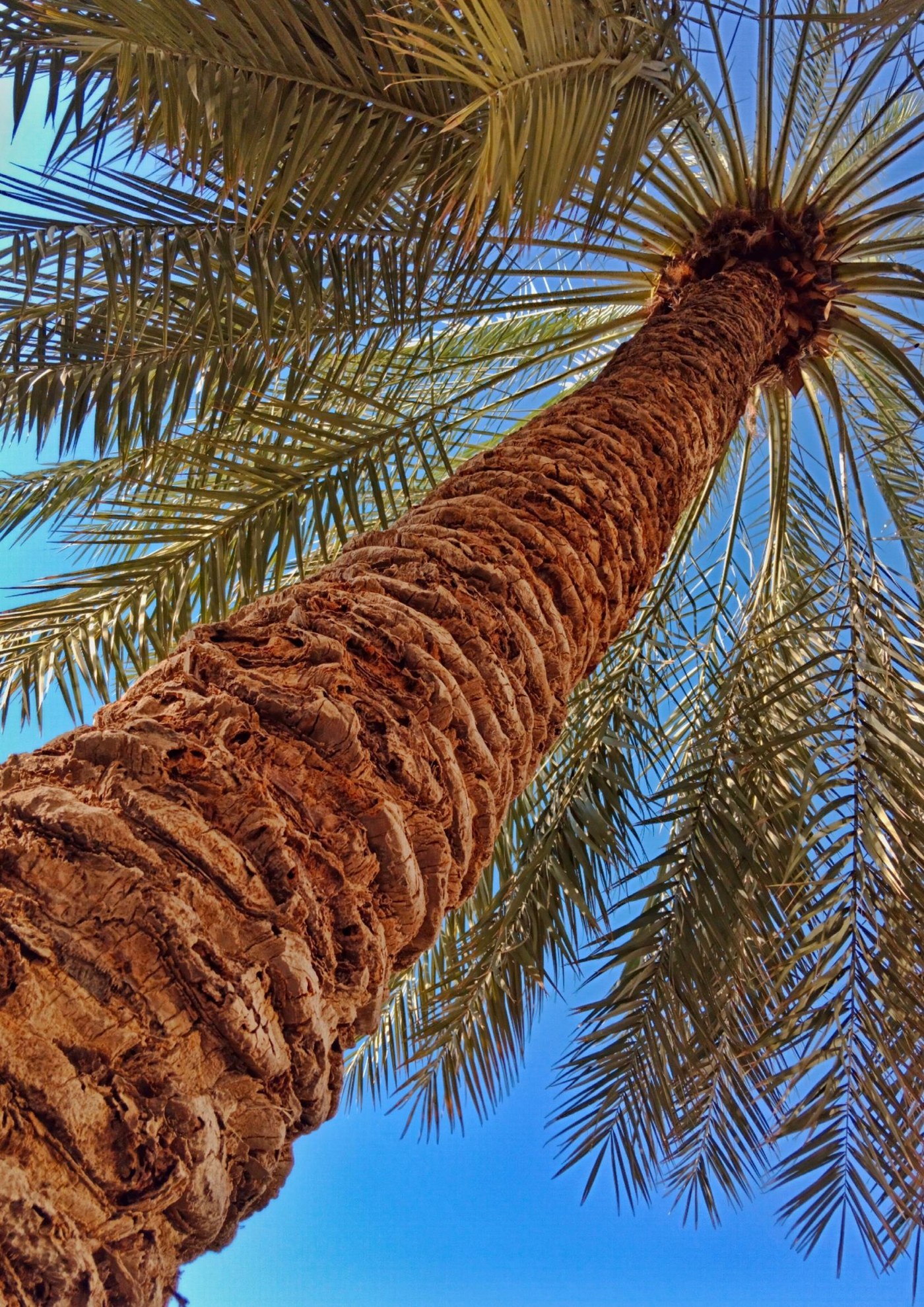Looking upward through the canopy of a mature date palm