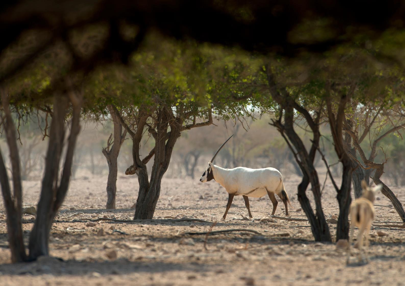 Wildlife moving through a mature managed habitat