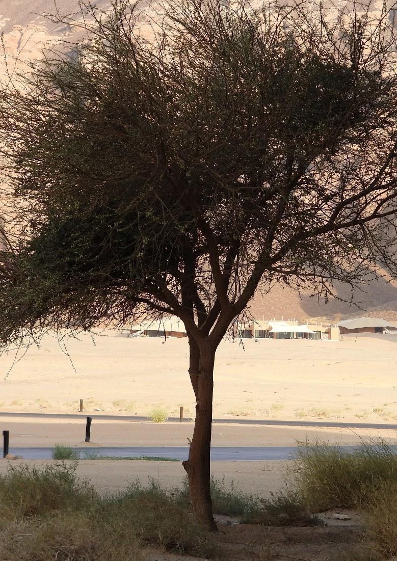 Established tree and arid landscape at Wadi Ashar in AlUla